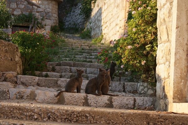 CHORWACKIE KOTY / DSC06392.JPG DSC06392.JPG