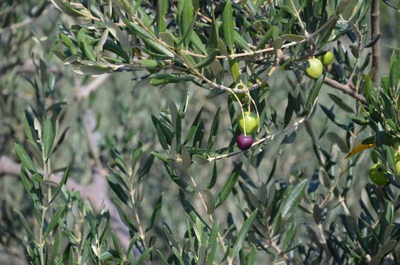 Droga w nieznane / DSC_0429.JPG DSC_0429.JPG