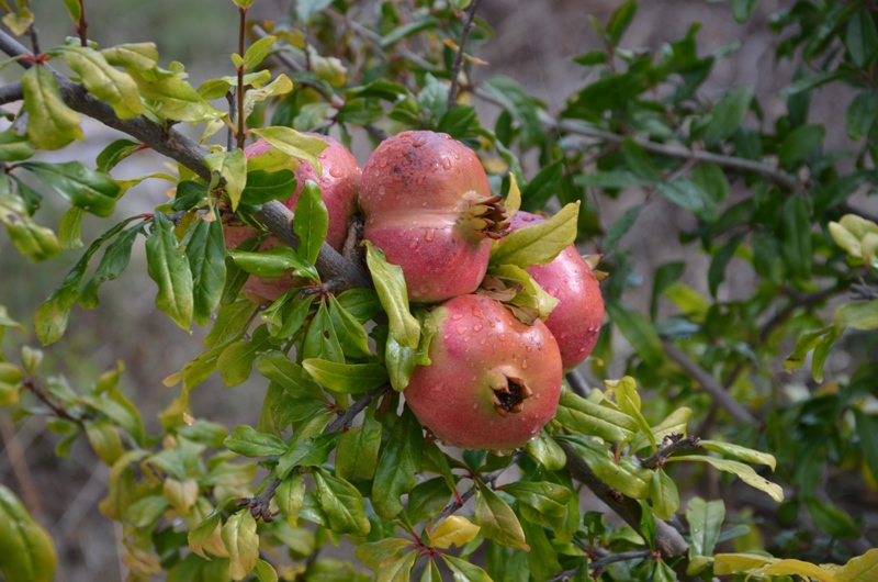 Granaty skąpane nocnym deszczem / DSC_0469.JPG DSC_0469.JPG