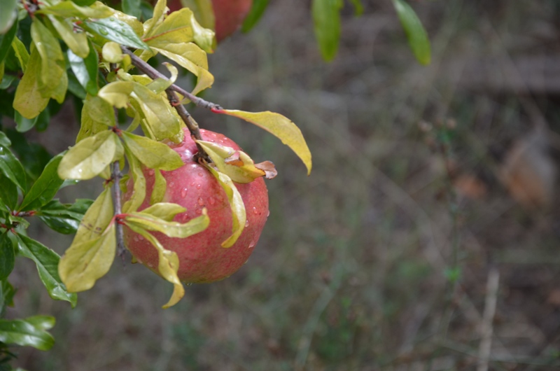 Granaty skąpane nocnym deszczem / DSC_0470.JPG DSC_0470.JPG