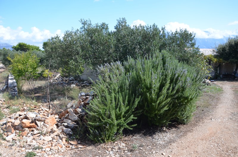 Bezdroża Povlji / DSC_0477.JPG DSC_0477.JPG