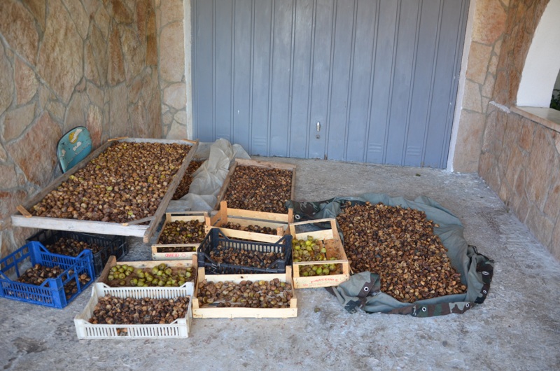 Suszące się w słońcu figi / DSC_0483.JPG DSC_0483.JPG