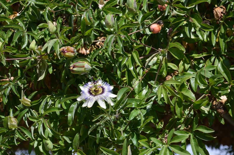 w ogrodzie / DSC_0484.JPG DSC_0484.JPG