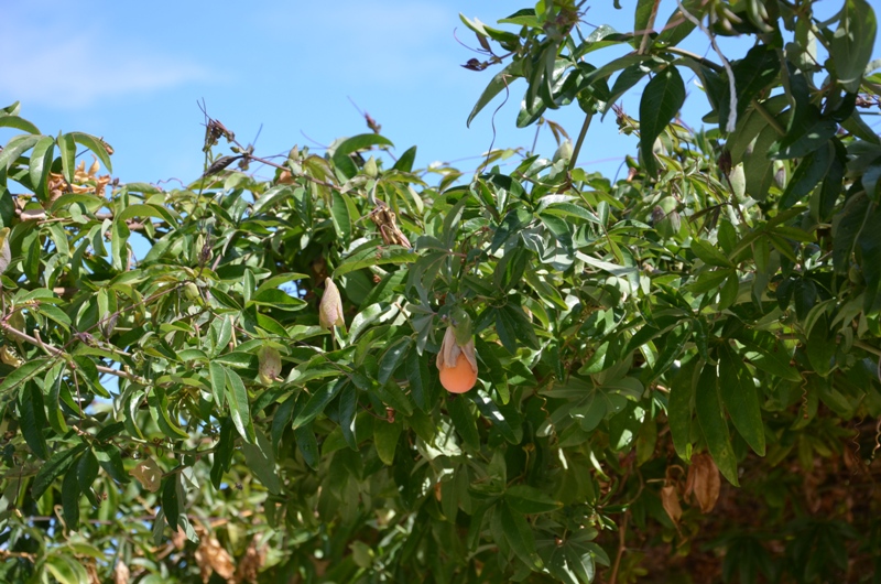 w ogrodzie / DSC_0485.JPG DSC_0485.JPG