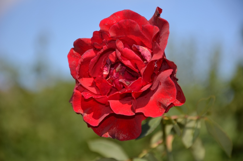 w ogrodzie / DSC_0487.JPG DSC_0487.JPG