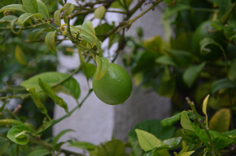 Gornij Humac / DSC_0509.JPG DSC_0509.JPG