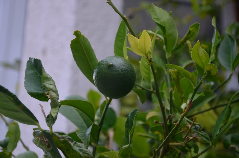 GORNIJ HUMAC / DSC_0510.JPG DSC_0510.JPG
