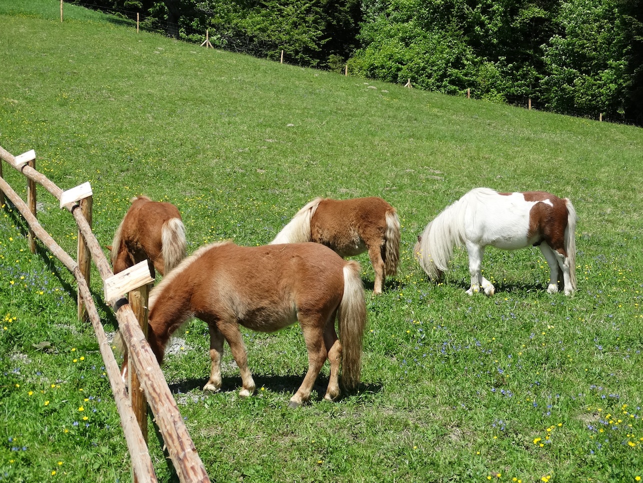 Beskid Sadecki_2015 040.jpg