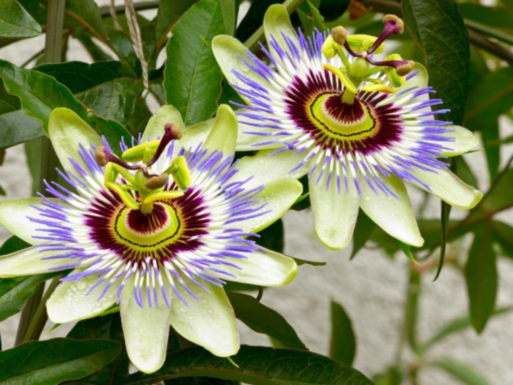 159941_passiflora_742588.jpg