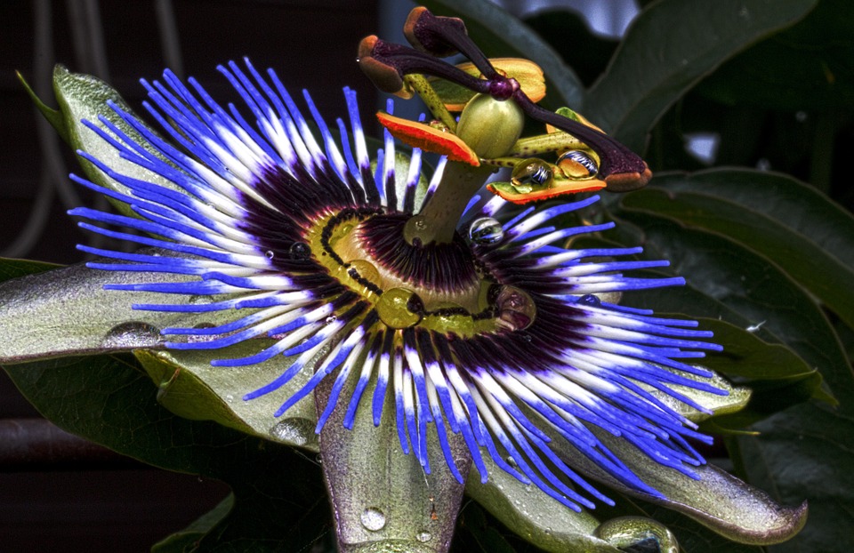 passion-flower-815177_960_720.jpg