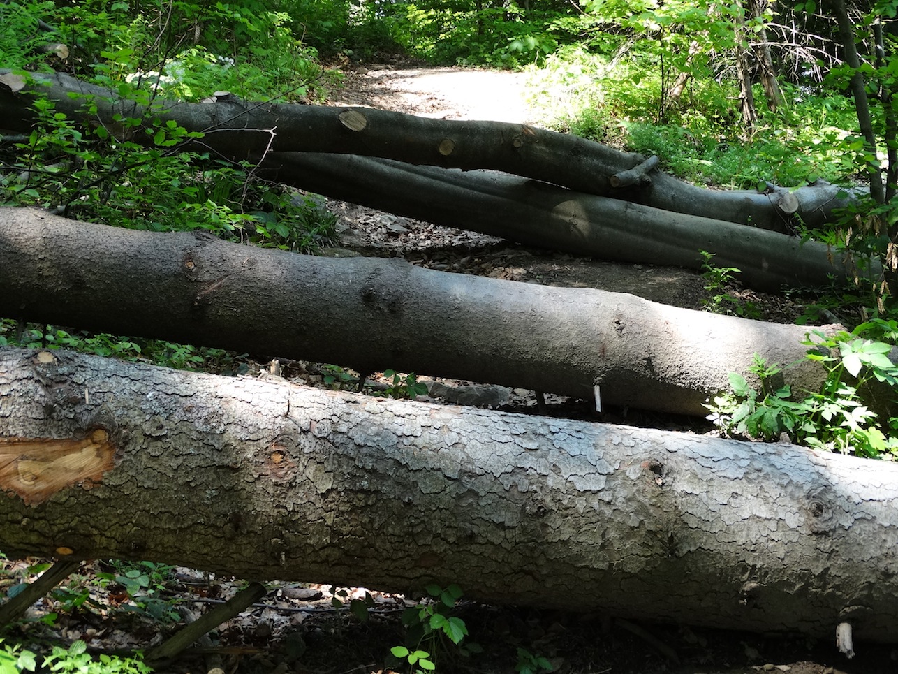 Beskid Sadecki_2015 015.jpg