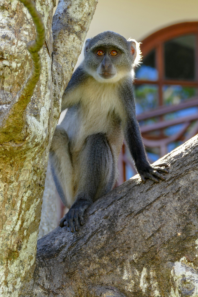 Małpka jako przerywnik mojego pisania / P1060282.jpg P1060282.jpg