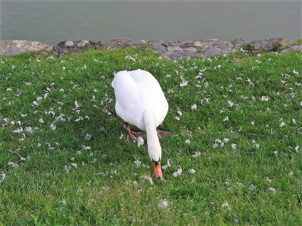 Słowenia maj 2018-05-19 087.jpg