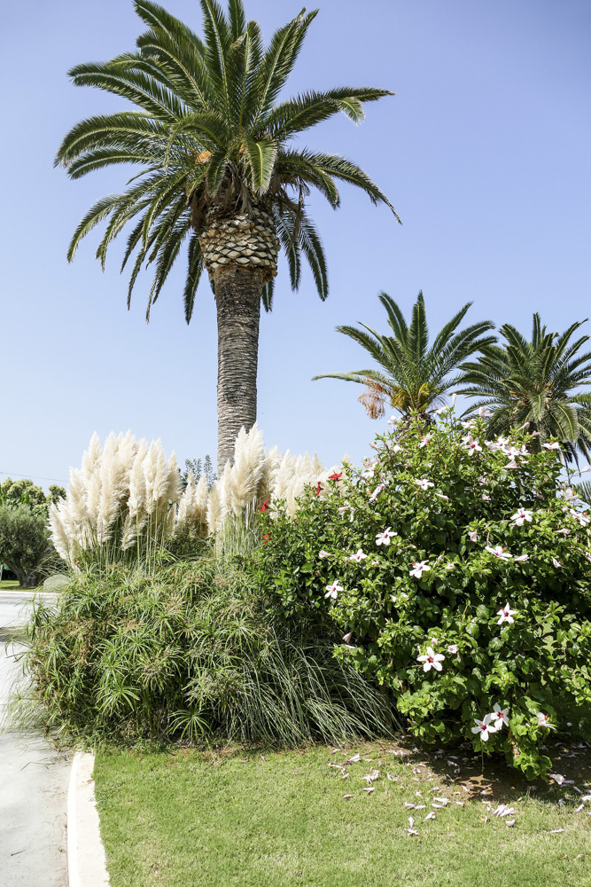 i palmy / P1030017.JPG P1030017.JPG