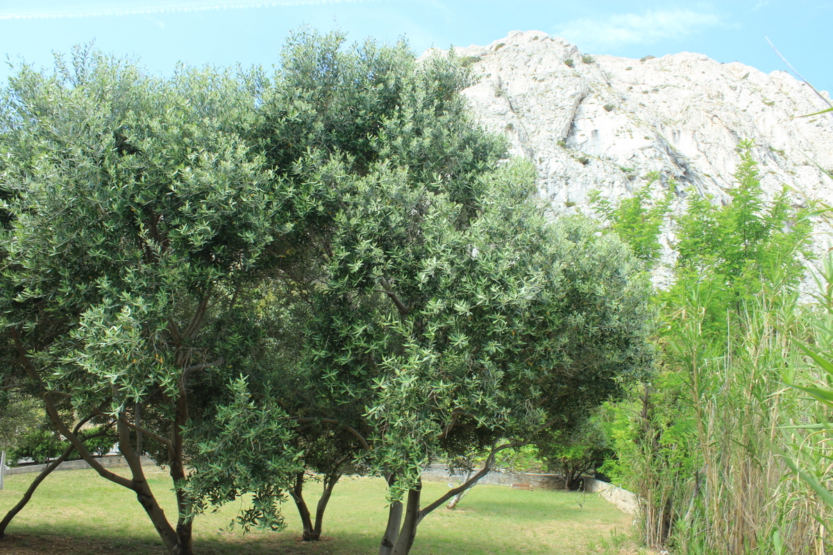 IMG_4215.JPG IMG_4215.JPG