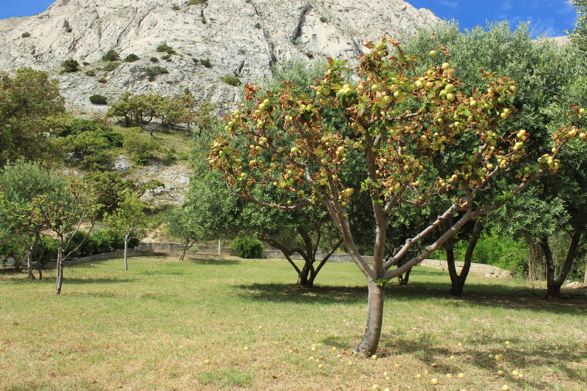 IMG_4218.JPG IMG_4218.JPG