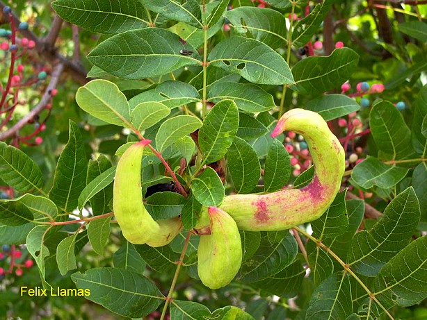 terebinto Pistacia therebinthus.jpg