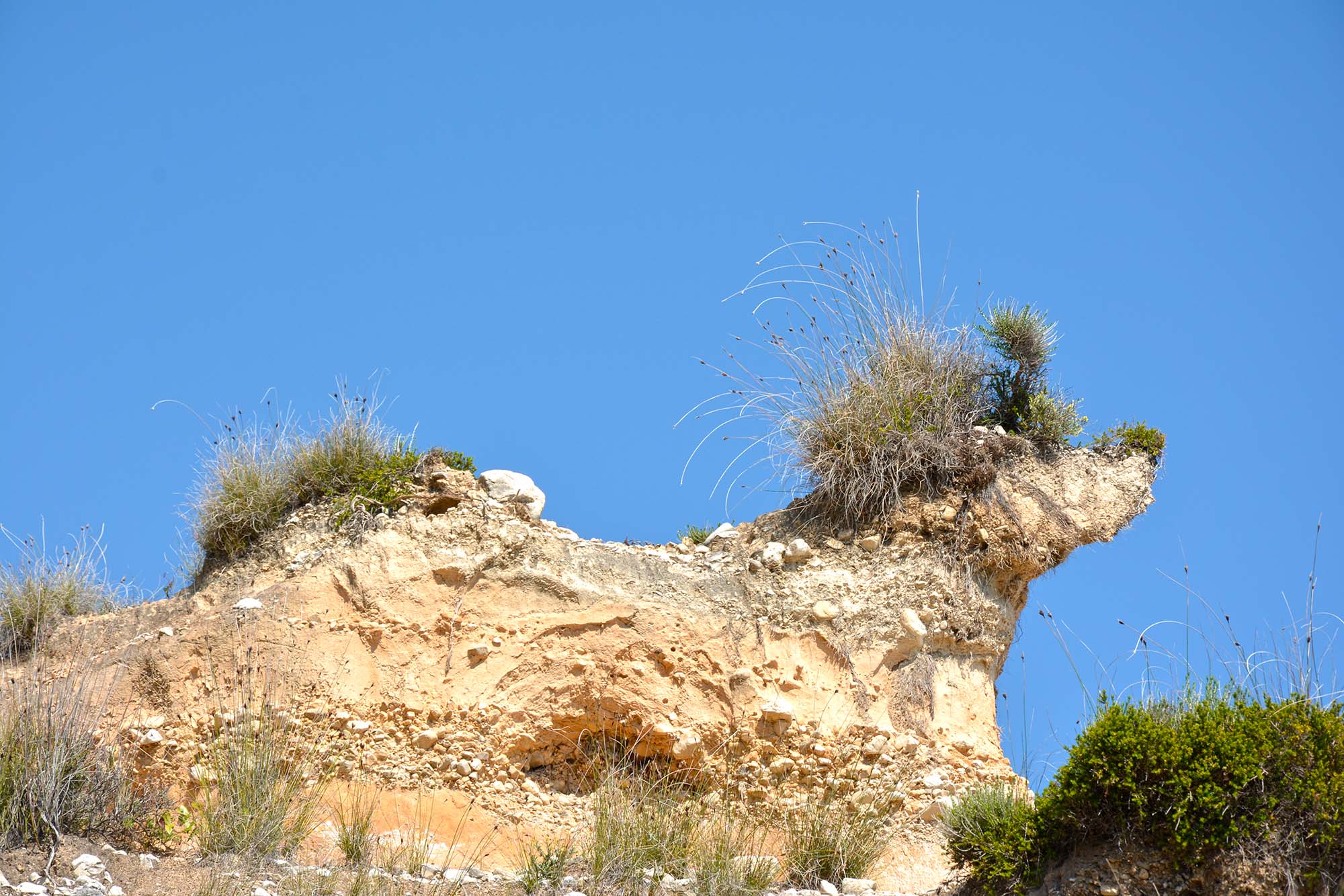 pies na plaży? grzywacz chiński / dermi grzywacz chinski.jpg dermi grzywacz chinski.jpg