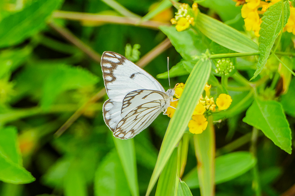 Belenois aurota.jpg