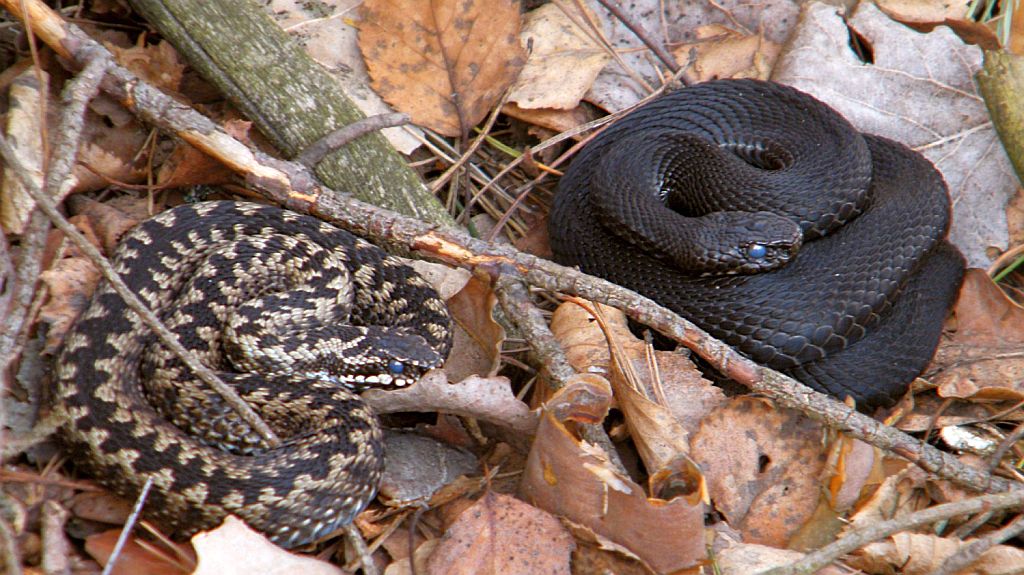 Vipera berus.jpg