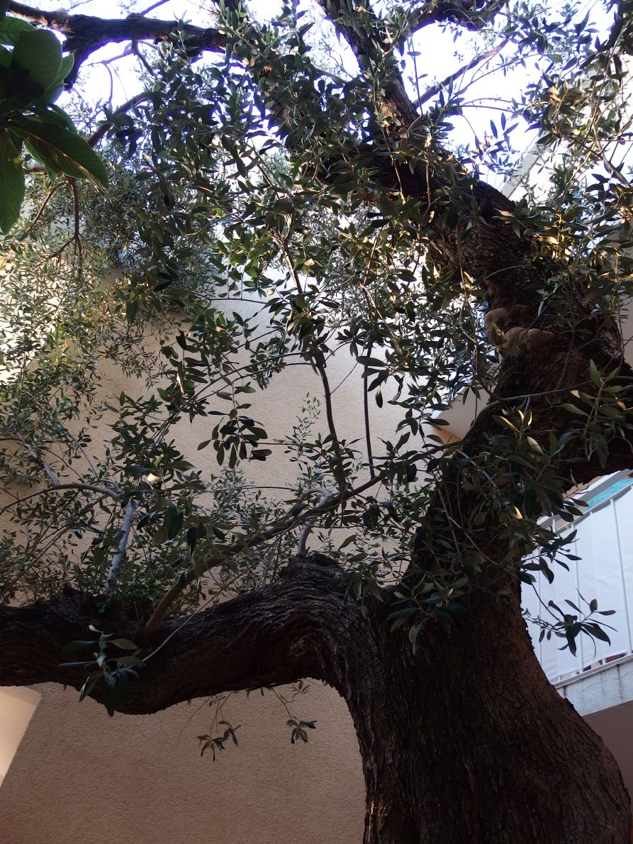 Oliwka z dołu / P8080978.JPG P8080978.JPG