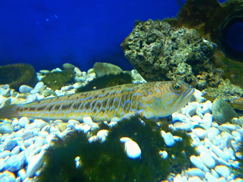 Drakon w morskim akwarium na Krku / dracon.JPG dracon.JPG