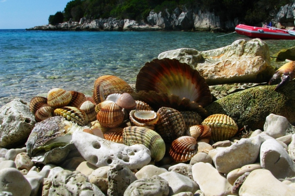 muszelki / IMG_4704.jpg IMG_4704.jpg