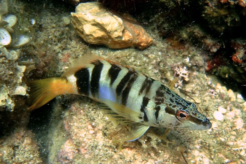 okoń morski / 24.JPG 24.JPG