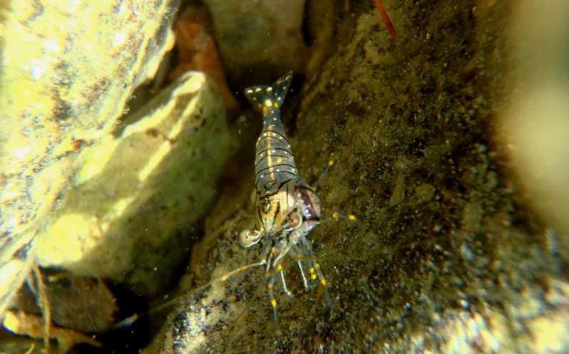 krewetka / 34.JPG 34.JPG