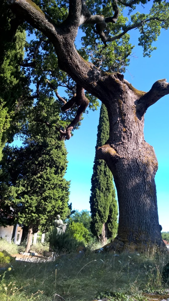 Kuna Peljeska. Za powyginanym drzewem widać pomnik C.M. Medovicia, który mieszkał i tworzył w Kunie. / 11.jpg 11.jpg