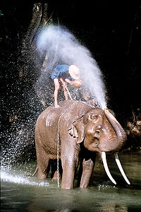 200px-Thailand,_elephant.jpg