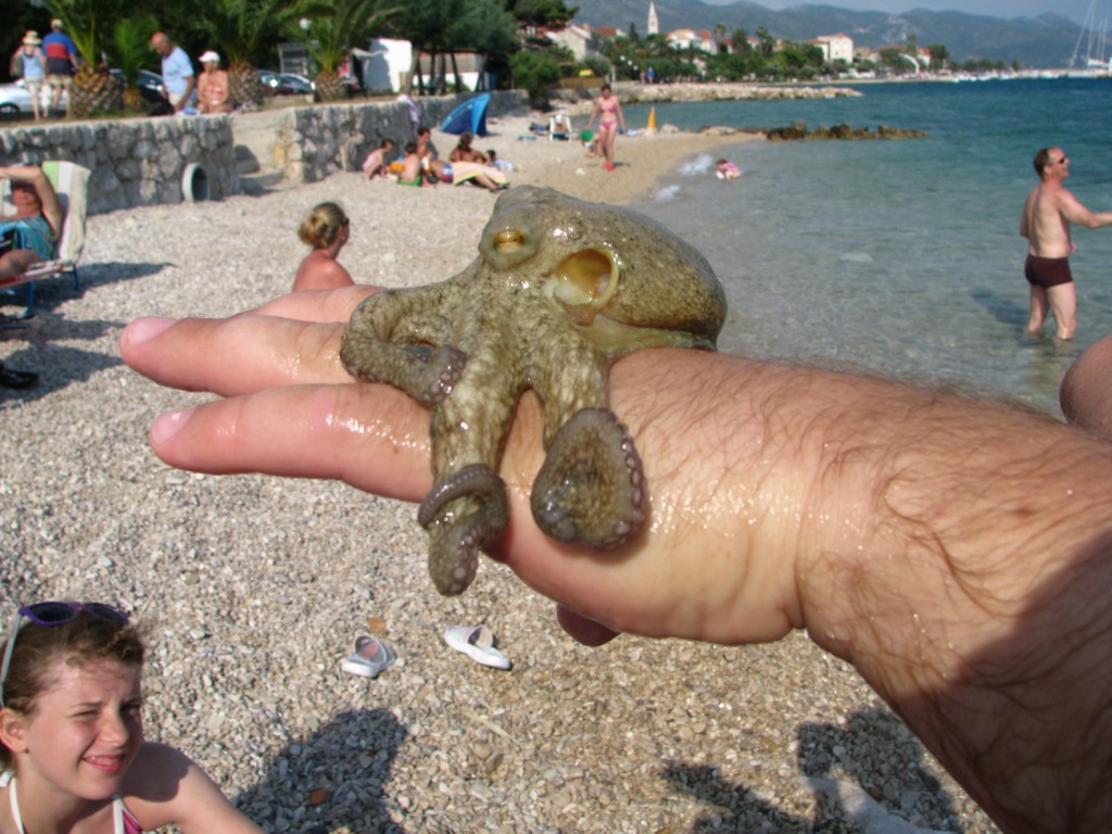 octopus.JPG