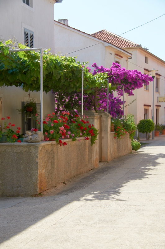 Ilovik / chorwacja_ilovik_simuni_dzien5_2013_7223.jpg chorwacja_ilovik_simuni_dzien5_2013_7223.jpg