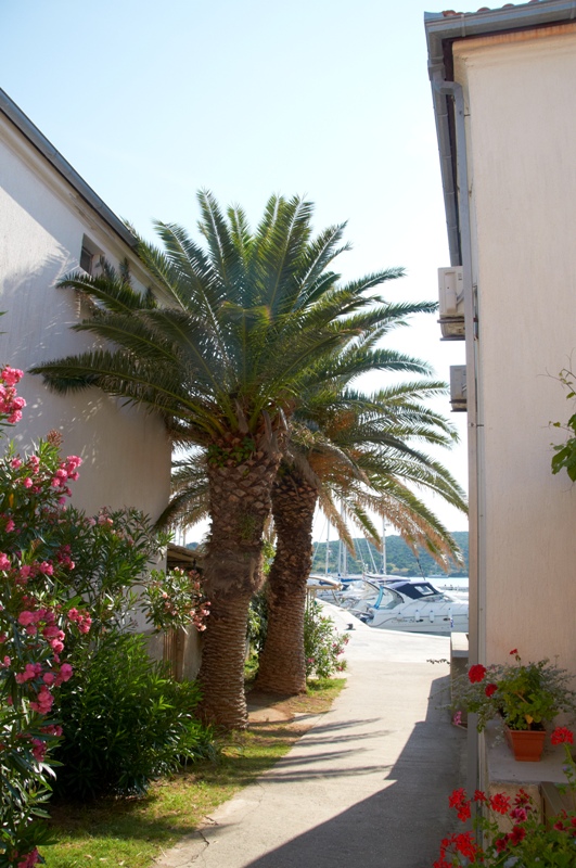 chorwacja_ilovik_simuni_dzien5_2013_7177.jpg chorwacja_ilovik_simuni_dzien5_2013_7177.jpg