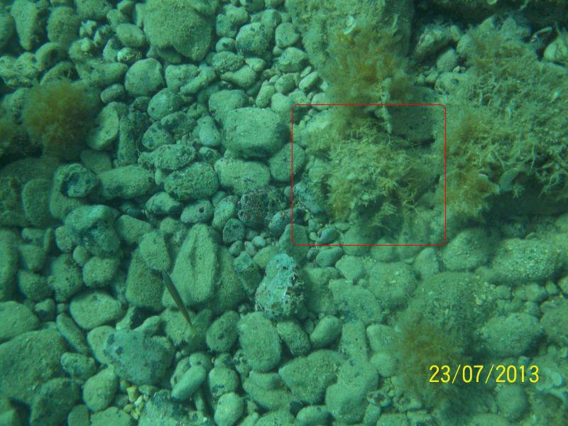 Zaznaczony czerwoną ramką, ponieważ był obrośnięty glonami (przez co słabo widoczny) / kabsko.jpg kabsko.jpg