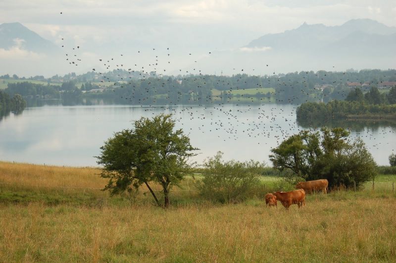 Skromna część stada / Alpy1.jpg Alpy1.jpg