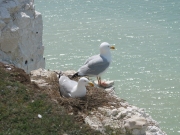 Larus Argentatus