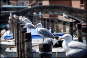 Czekając na rybkę I  - Chioggia